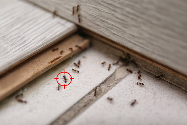 Best Exterminator Services  in South Deerfield, MA
