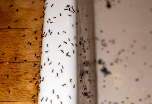 Best Termite Control Services  in South Deerfield, MA